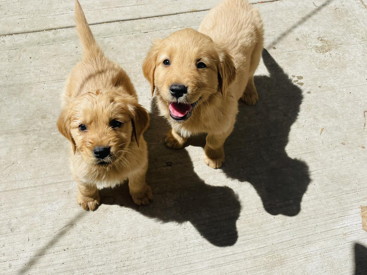 cachorros Taz